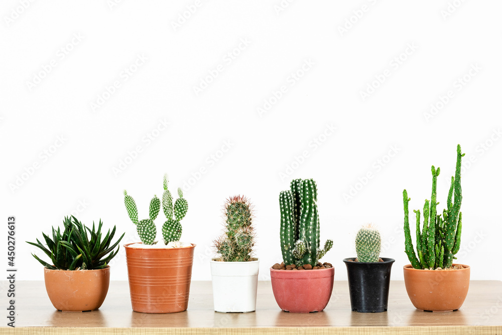 Group of cactus and succulents on wooden table and whith background. Opuntia monacantha, Peanut Cactus Echinopsis, haworthia fasciata, Opuntia microdasys or Bunny ears. Group of cactus and succulents on wooden table and whith background. Opuntia monacantha, Peanut Cactus Echinopsis, haworthia fasciata, Opuntia microdasys or Bunny ears.