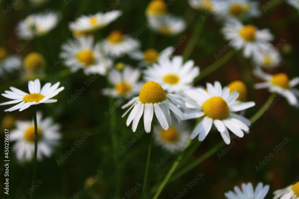 Fototapeta premium daisies in a field