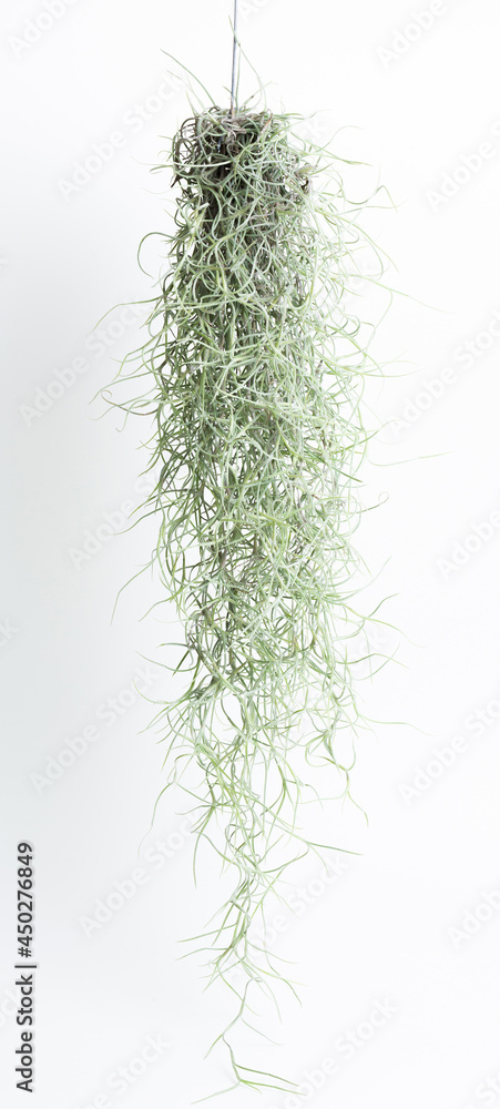 Spanish moss isolated on white background, Tillandsia usneoides, Grandpas Beard. Spanish moss isolated on white background, Tillandsia usneoides, Grandpas Beard.