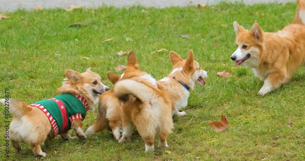 Corgi dogs play and walk outdoor Corgi dogs play and walk outdoor