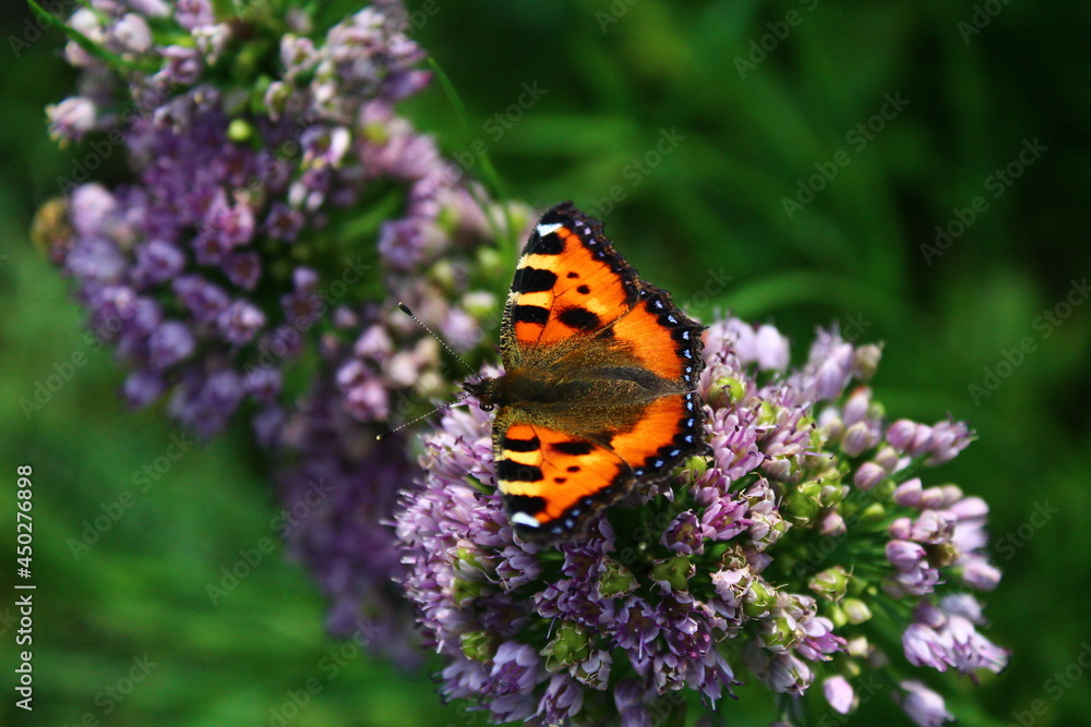 Butterfly on flower. small tortoiseshell or Aglais urticae on chives wild garlic flowerhead Butterfly on flower. small tortoiseshell or Aglais urticae on chives wild garlic flowerhead