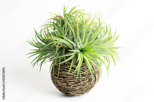 Air plant, Tillandsia on cerbera odollam or Pong-pong isolated white. Colorful tillandsia ionantha on top. Tillandsia on dried Cerbera odollam Seed. photo