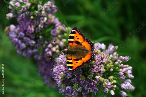 Butterfly on flower. small tortoiseshell or Aglais urticae on chives wild garlic flowerhead © Tungalag