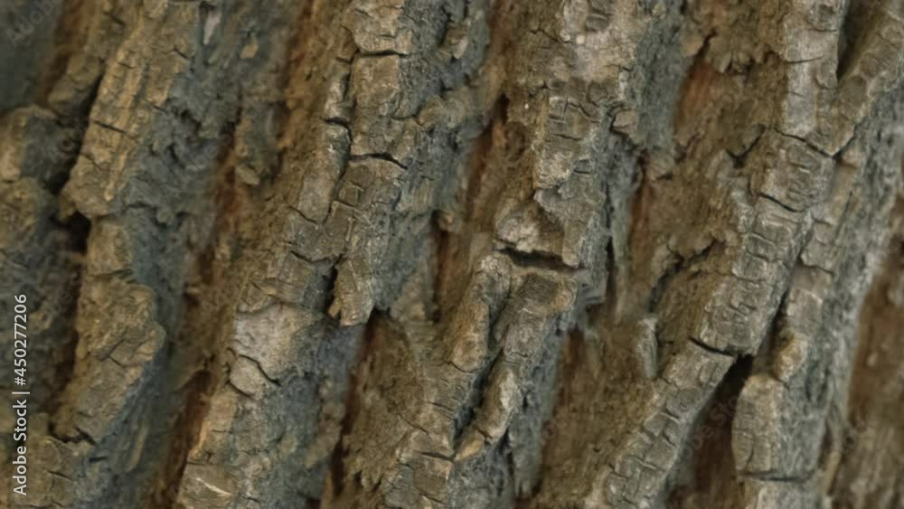 Wooden texture. camera rotate. Rocky surface top view. Place for text. Rough texture movement. Empty space for title. Surface wood rotation. Copyspace blank design. Pattern tree like stone move slowly Wooden texture. camera rotate. Rocky surface top view. Place for text. Rough texture movement. Empty space for title. Surface wood rotation. Copyspace blank design. Pattern tree like stone move slowly