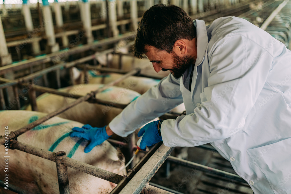 Young male veterinarian working at pig farm. He is inseminating sows. Young male veterinarian working at pig farm. He is inseminating sows.
