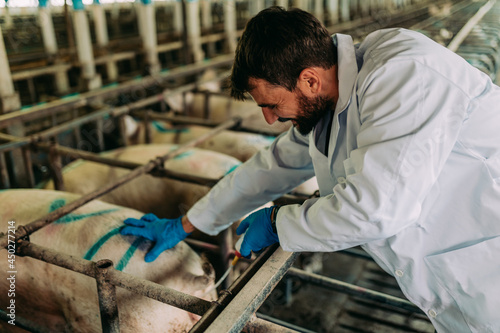 Young male veterinarian working at pig farm. He is inseminating sows.