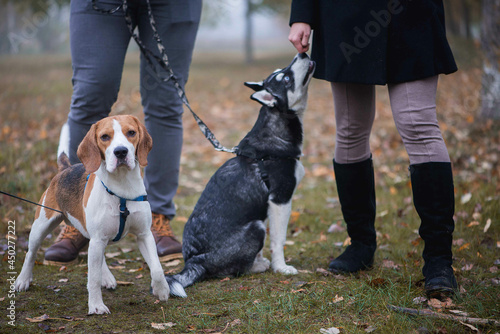 pet owners with siberian husky and beagle dogs have a nice time in the city park on an autumn morning