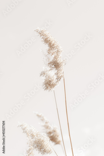 Dry cane reed rush golden heads with soft mist effect on sunny spring day vertical