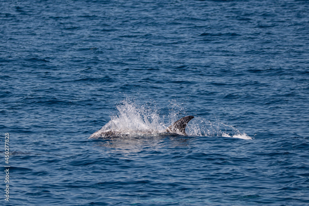 Dolphins Dolphins