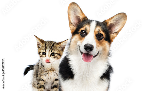 cat and dog lick their lips on a white background