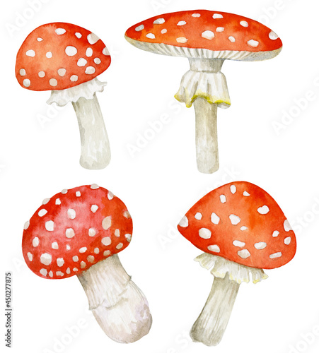 A set of beautiful forest fly agarics. Watercolor illustration of mushrooms.