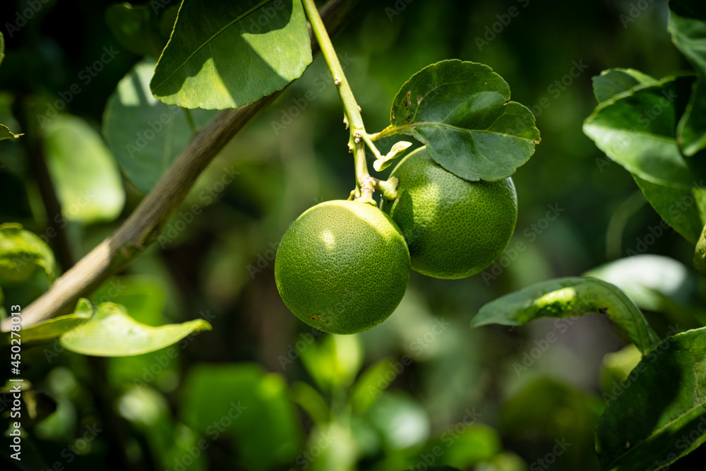 Zitrusfrucht am Baum