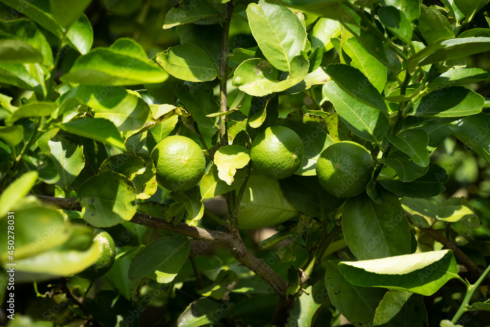 Zitrusfrucht am Baum