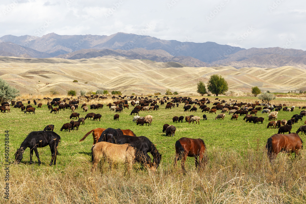 Pasture in Kyrgyzstan. A herd of sheep and horses graze in a meadow in the mountains.