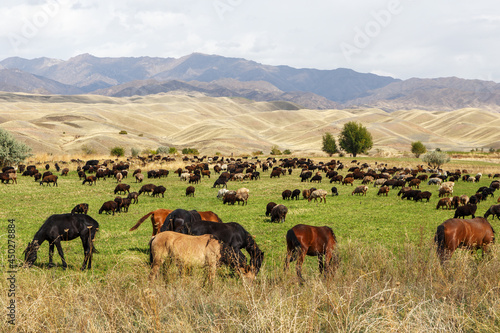 Fototapeta Naklejka Na Ścianę i Meble -  Pasture in Kyrgyzstan. A herd of sheep and horses graze in a meadow in the mountains.