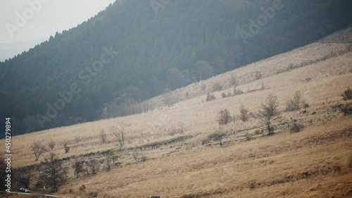 晩春に金色の染まった山の草原。
熊本県阿蘇市で撮影。