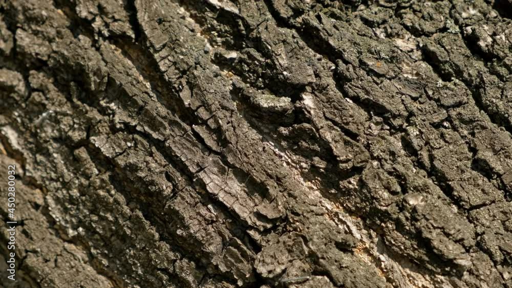 Wooden texture. camera rotate. Rocky surface top view. Place for text. Rough texture movement. Empty space for title. Surface wood rotation. Copyspace blank design. Pattern tree like stone move slowly Wooden texture. camera rotate. Rocky surface top view. Place for text. Rough texture movement. Empty space for title. Surface wood rotation. Copyspace blank design. Pattern tree like stone move slowly