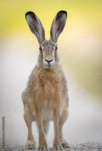 Canvas Print European brown hare (Lepus europaeus)