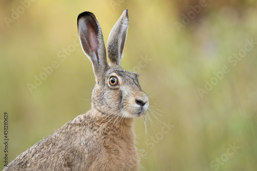 Photo European brown hare (Lepus europaeus)
