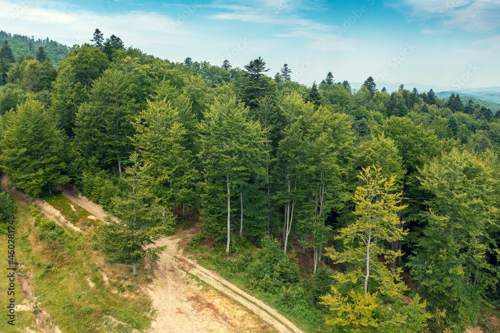 Green trees on the slope of mountains in summer Green trees on the slope of mountains in summer