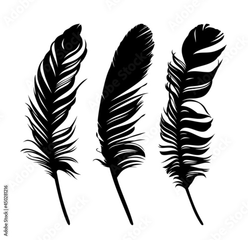 Set feathers of various birds.