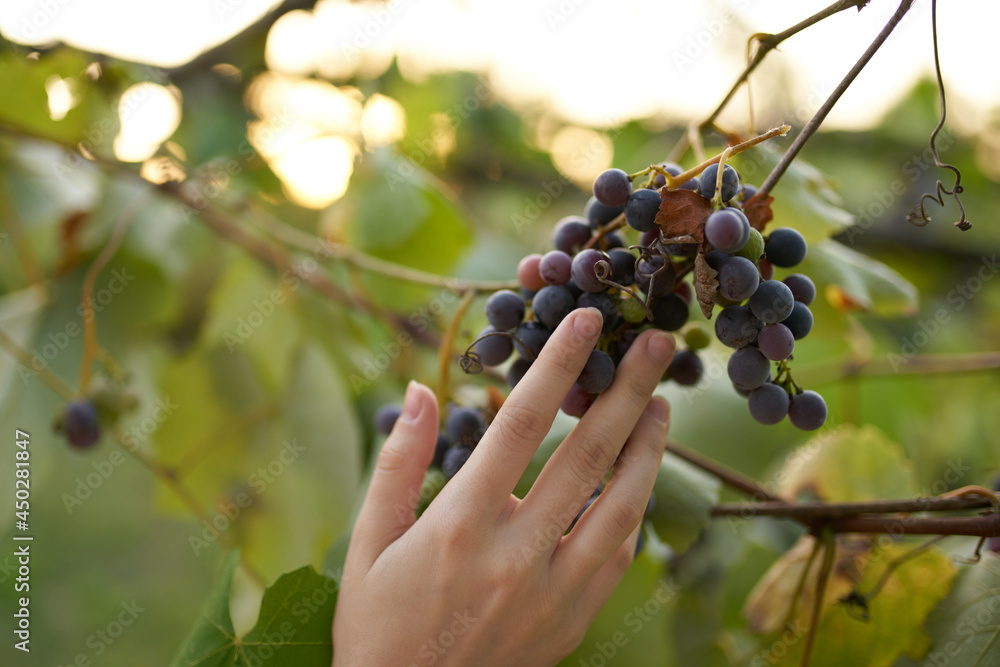 Dark grapes winemaking nature freshness sun