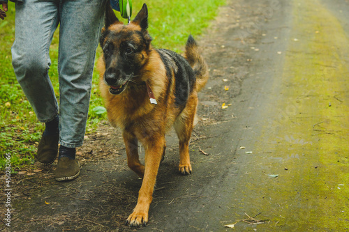  german shepherd walks in the forest in summer