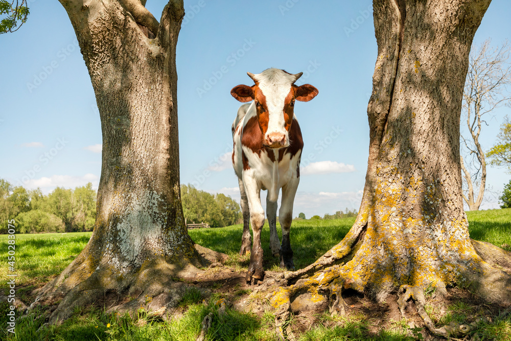 Young cow and fairylike trees in a green field red and white