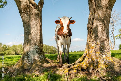 Fotografía Young cow and fairylike trees in a green field red and white