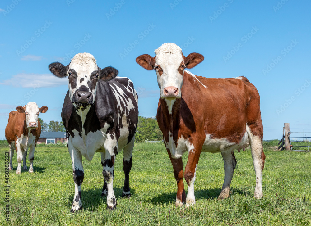 Cows in a meadow, black white and red, standing together