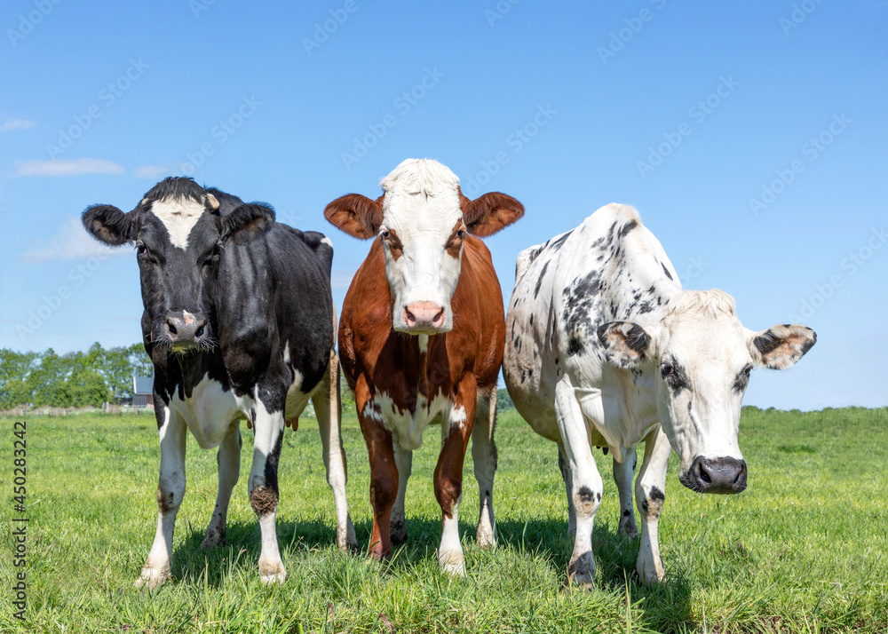Three cows black red and white, together upright in a row side by side in a field
