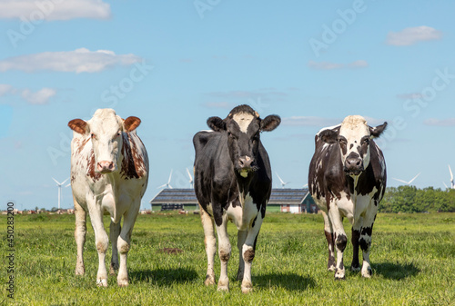 Three cows in a pasture, black white and red, standing together, in a row next to each other and looking, green grass and a blue sky