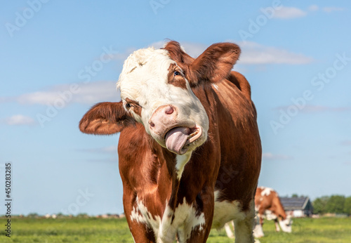 Funny cow chokes on her own tongue, portrait of a bovine laughing with mouth open, showing gums and tongue © Clara