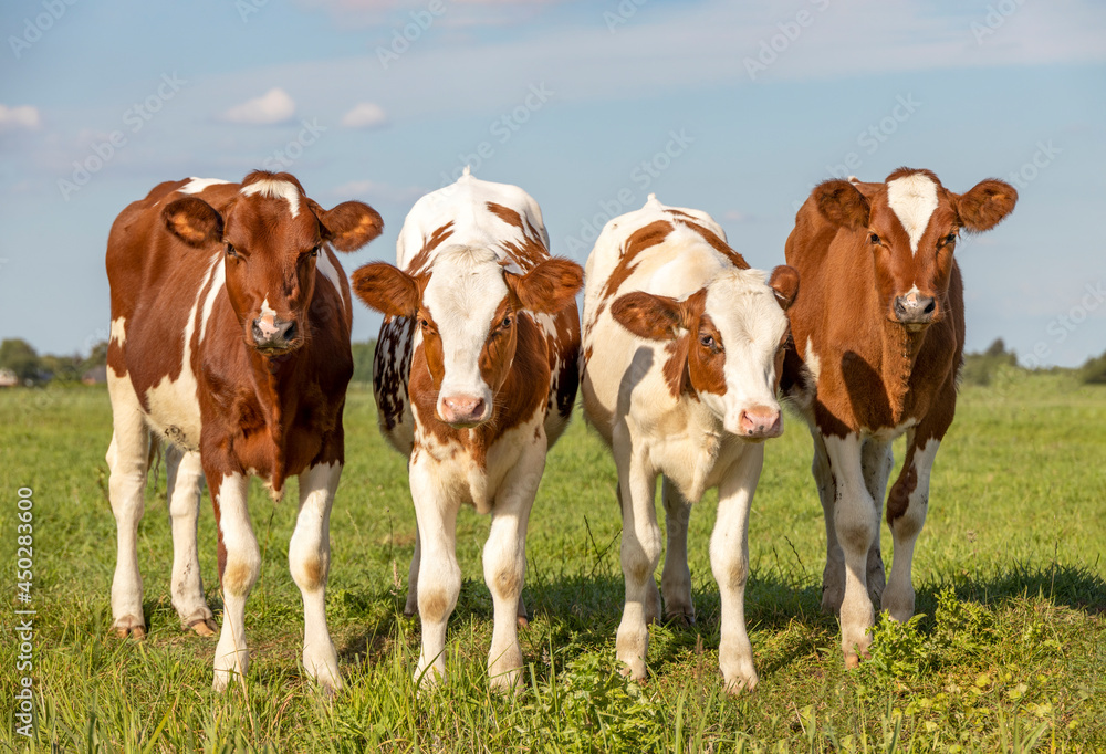 Calves in a row, cows side by side, standing upright in a green meadow, red white in the Netherlands. Calves in a row, cows side by side, standing upright in a green meadow, red white in the Netherlands.