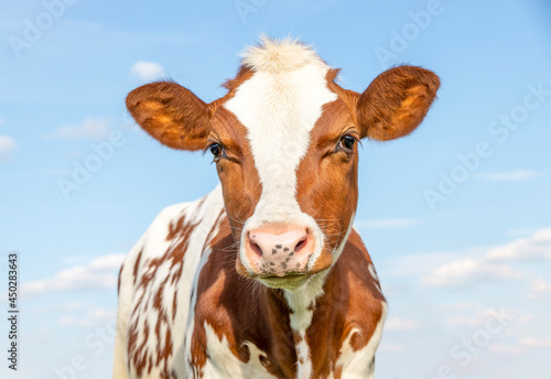 Cute calf head with red and white coat, large big eyes and pink nose, lovely and innocent on a blue background. © Clara