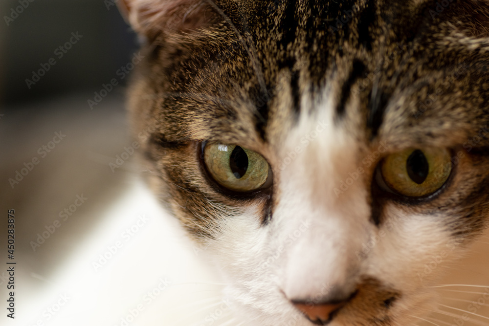 Fototapeta premium 見つめる猫 キジトラ猫