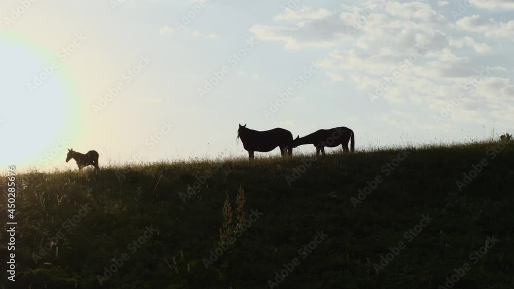 Silhouettes of three horses against a sunset background. High mountain pasture. The concept of pets in the wild Silhouettes of three horses against a sunset background. High mountain pasture. The concept of pets in the wild