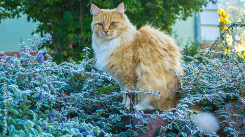 Photo, image of a ginger cat sitting in the grass in the garden. The first frost on the grass after night frosts. Early sunny autumn morning photo