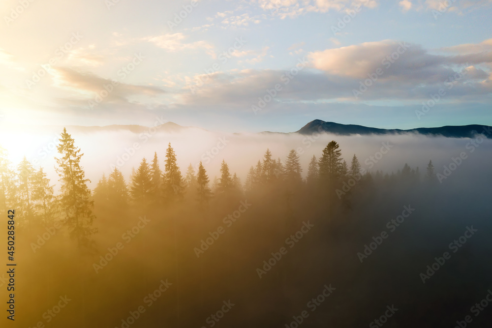 Aerial view of dark green pine trees in spruce forest with sunrise rays shining through branches in foggy fall mountains.