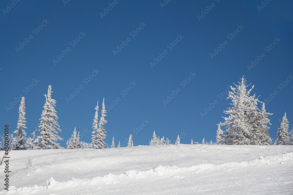 Obraz premium Snowy plain and blue sky. Winter landscape trees in the snow. Place for your text
