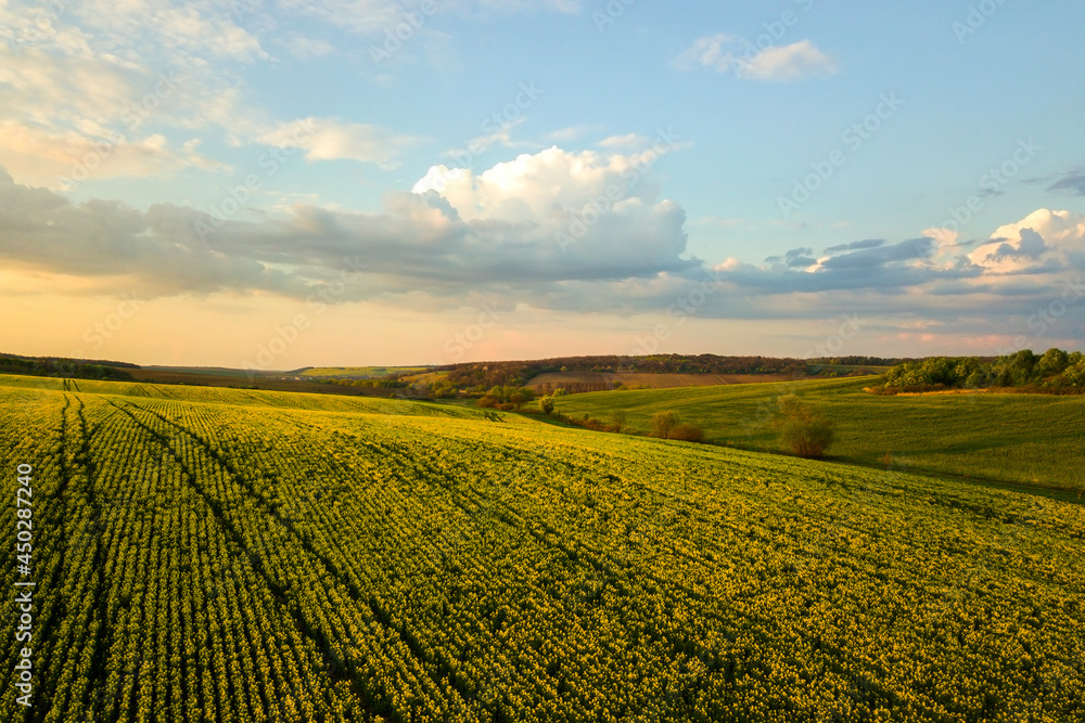 Aerial view of bright green agricultural farm field with growing rapeseed plants at sunset.