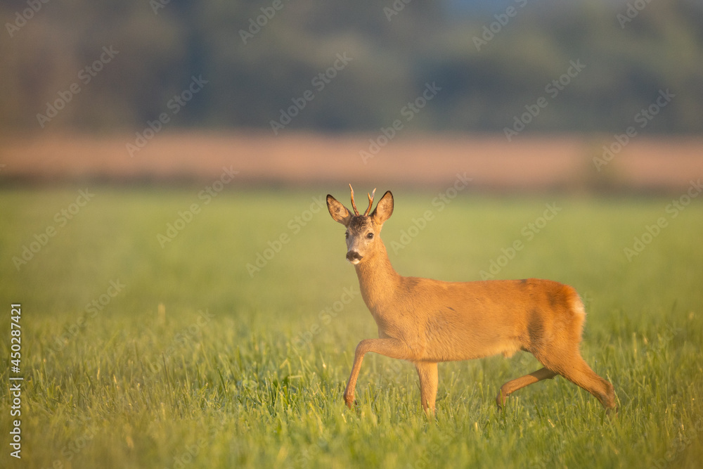 Roebuck - buck (Capreolus capreolus) Roe deer - goat