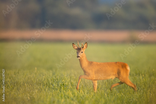 Roebuck - buck  Capreolus capreolus  Roe deer - goat