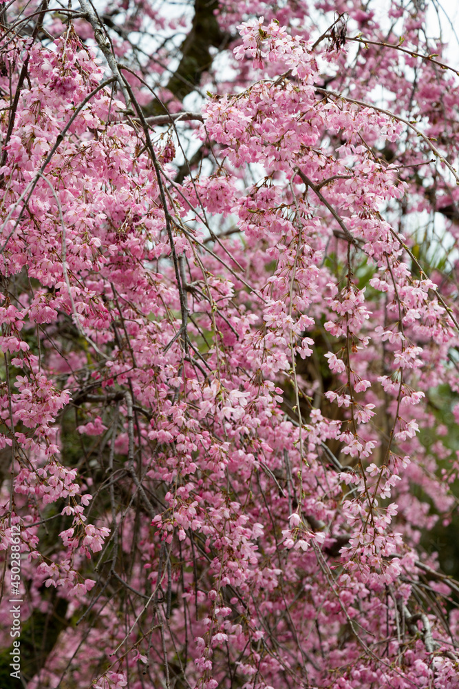 Beautiful spring cherry blossom with fading in to pastel pink and white background. Beautiful spring cherry blossom with fading in to pastel pink and white background.