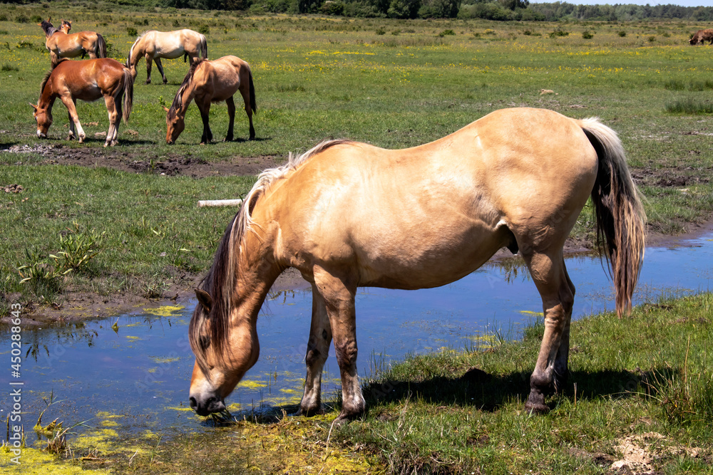 Le Marquenterre. Chevaux Henson dans le marais au bord de l'eau. Somme. Picardie. Hauts-de-France Le Marquenterre. Chevaux Henson dans le marais au bord de l'eau. Somme. Picardie. Hauts-de-France