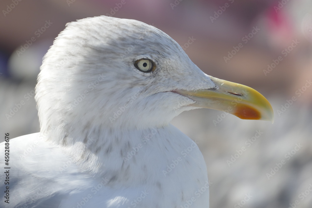 L'oiseau L'oiseau