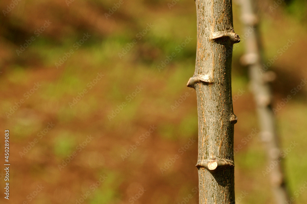 Cassava tree trunks in the garden in the morning Cassava tree trunks in the garden in the morning