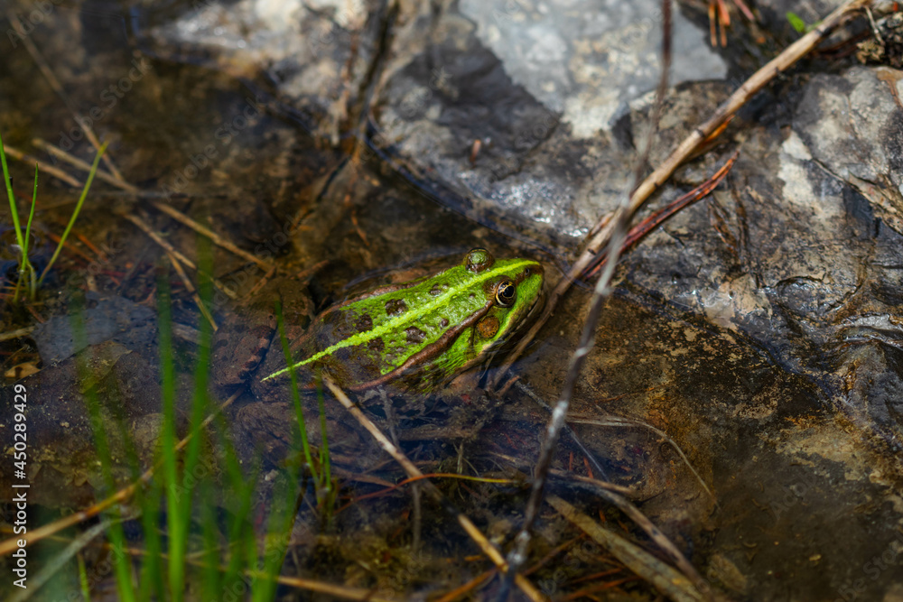 Green frog in nature. Closeup of a frog. Green frog in nature. Closeup of a frog.