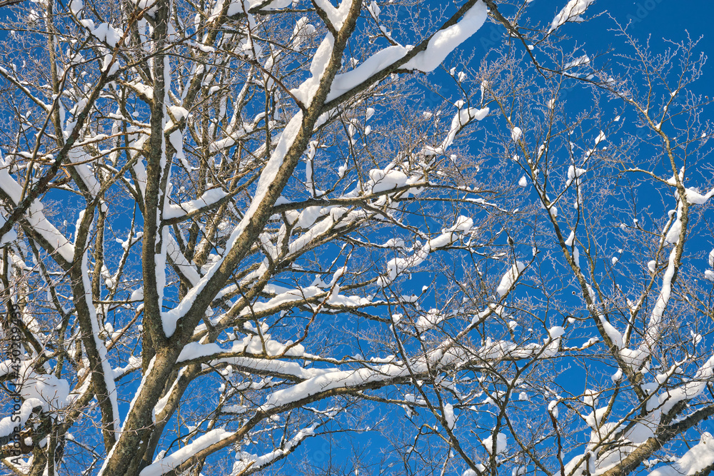 Obraz premium Closeup of tree branches covered with fresh fallen snow in winter forest on cold bright day.
