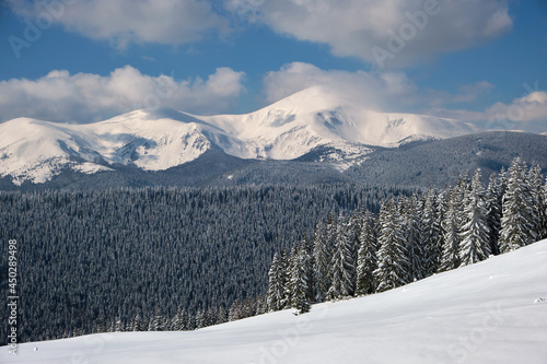 Winter landscape with high mountain hills covered with evergreen pine forest after heavy snowfall on cold wintry day. © bilanol